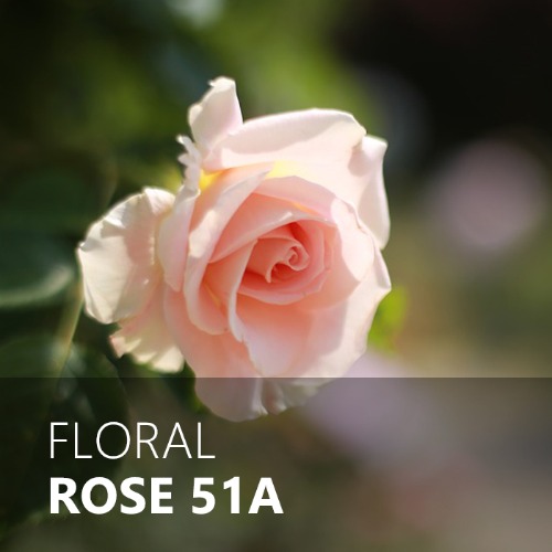 ROSE 51A / 로즈