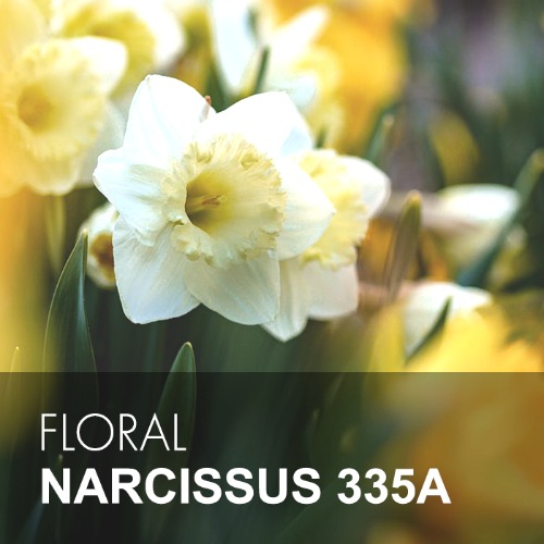 NARCISSUS 335A / 수선화
