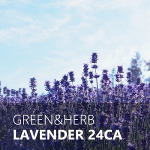 LAVENDER 24CA / 라벤더