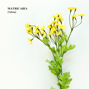 마트리카리아 [옐로우 Yellow]