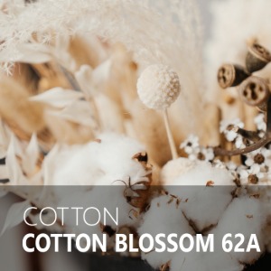 COTTON BLOSSOM 62A / 코튼 블라썸